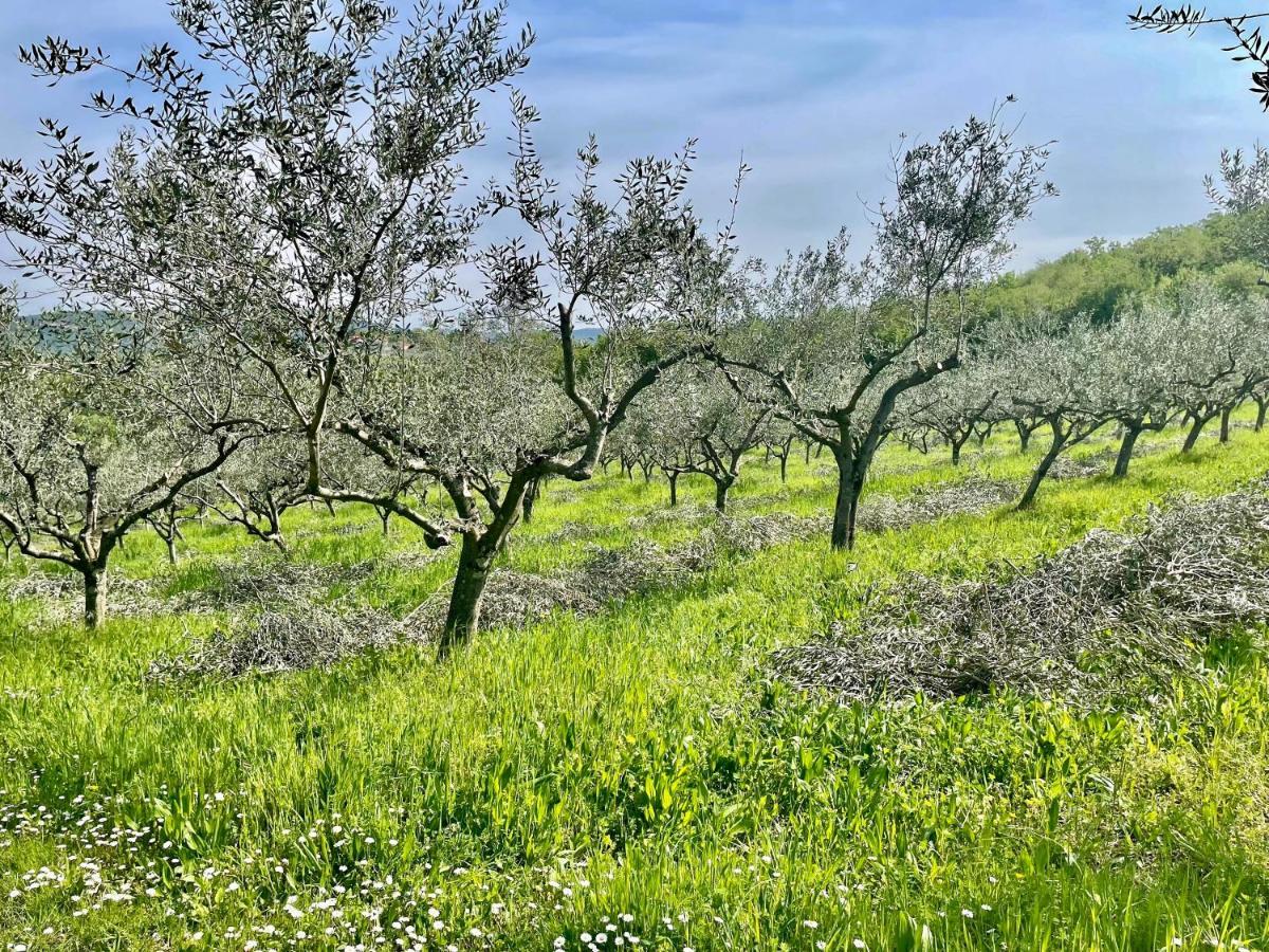 Olea Mar Apartma * Pobegi